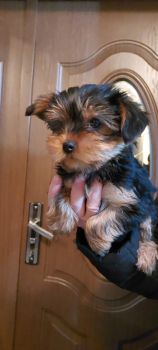 Дівчинка два місяця 1