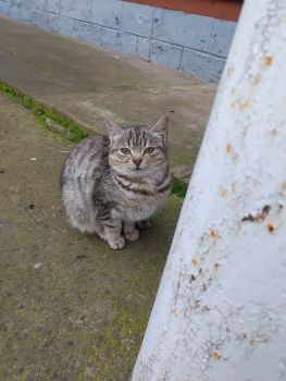 Віддам в добрі руки 2