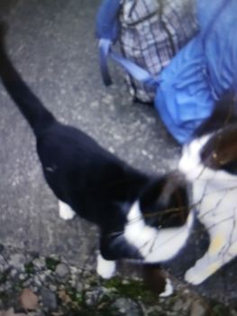 Кіт чорний з білим 1