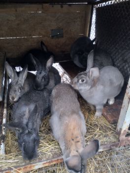 Кролики молодь