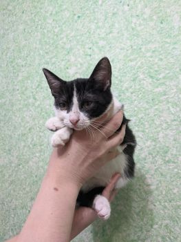 Кошенята шукають дім 3