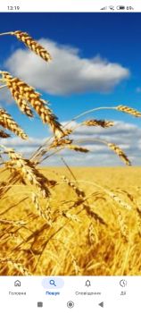 Пшениця в мішках 1