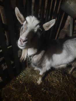 Козу, молоко смачне. 1