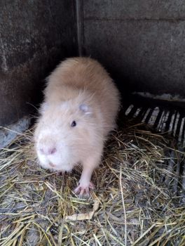 Нутрії різного віку 3