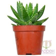 Вазон Алоє лікувальне