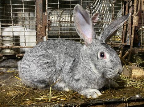 Кролики м. Калуш 1