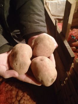 Домашня картопля 1