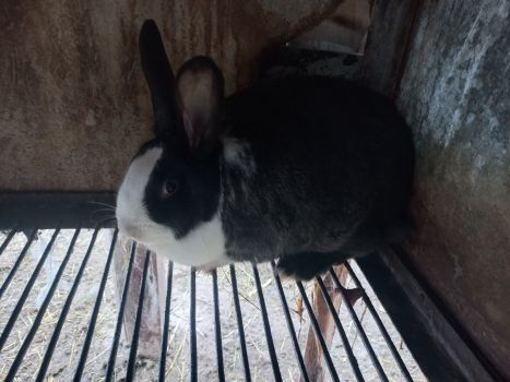 Кролики 3 місяці 3