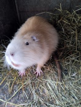 Самець нутрія лимонний 2