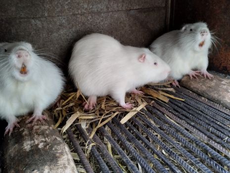 Самець нутрія білий окрас