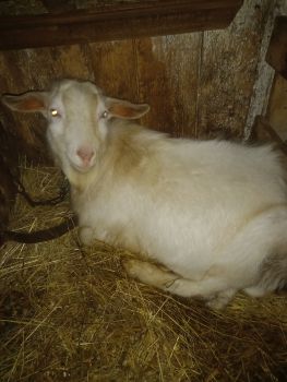 Цап на тримання або на різ. 1