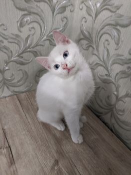 Віддамо котиків, хлопчики 4