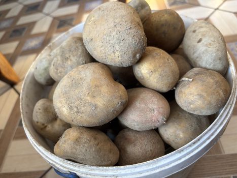 Картопля домашня 1