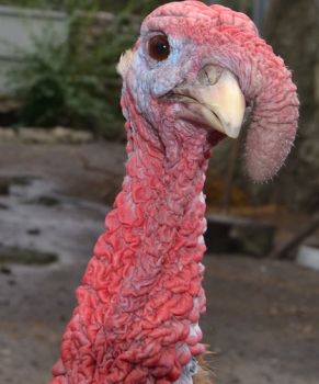 Молоді Індички 1