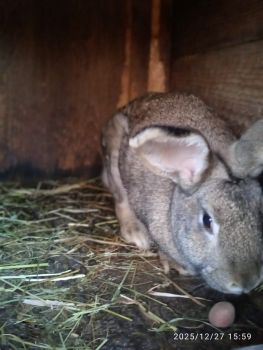 Кролиці для розведення 6