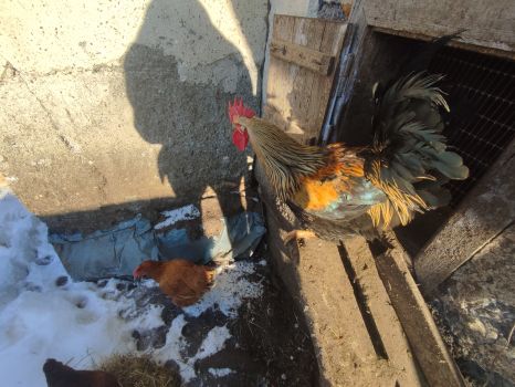 Півень дорослий 1