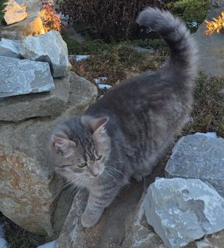 Віддам кошеня у добрі руки. 2