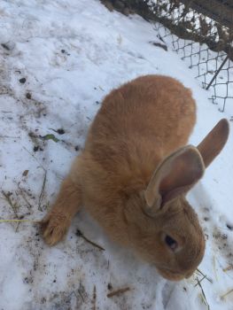 Кролики 3 місяці 2