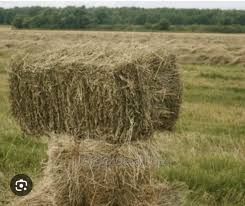 Тюки сіна (великі) 1