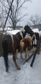 Кобила 4 роки і лоша 1