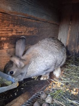 Кролиці для розведення 3