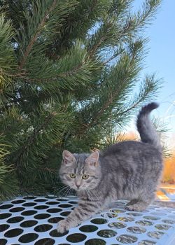 Віддам кошеня у добрі руки 1