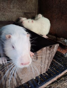 Нутрії різного віку 2