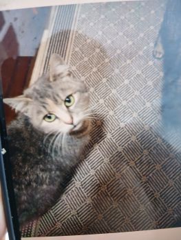 Кішечка. Сіра. У добрі руки. Їсть все. 1