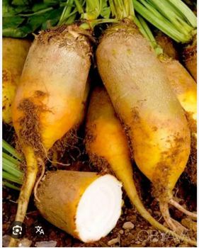 Кормовий буряк 1