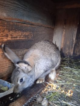 Кролиці для оплоду 5