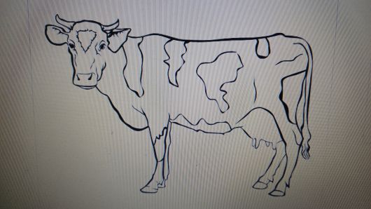 Корова 1