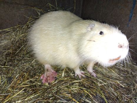 Самець нутрія лимонний