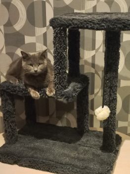 Підставка для кота 1