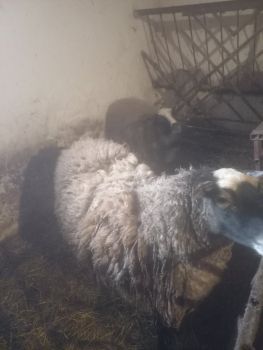 Вівці (овечки) 1