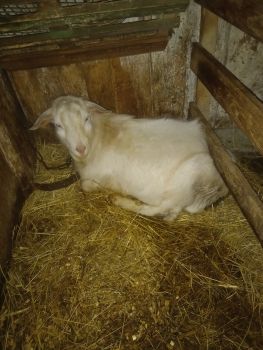 Цап на тримання або на різ. 2