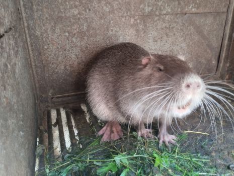 Нутрії різного віку 4