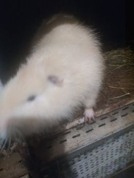 Самців нутрій 1