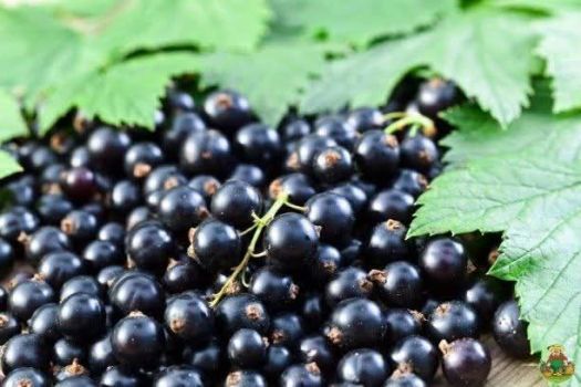 СМОРОДИНА ЧОРНА 1