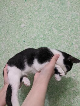 Кошенята шукають дім 4