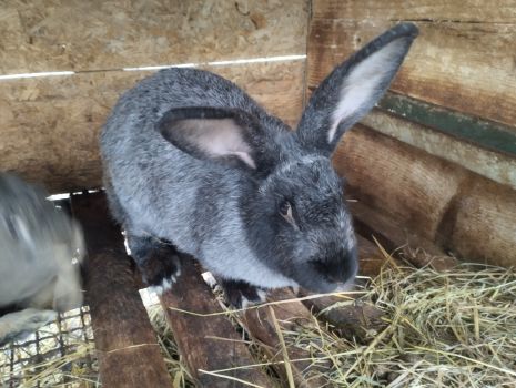 Кролик полтавське срібло