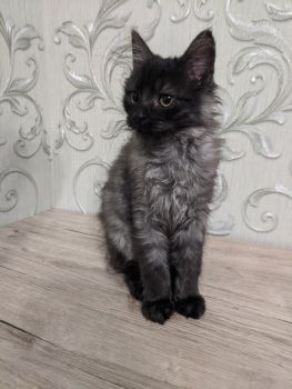 Кошенята шукають дім