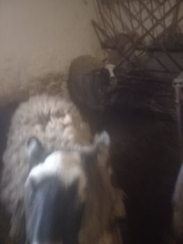 Вівці (овечки) 3