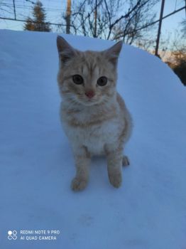 Віддам у добрі руки 1