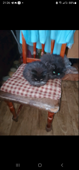 Маленькі кошенята 1