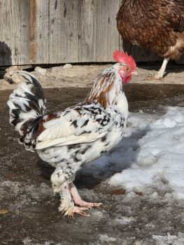 Півні бентамки 1