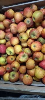Яблука домашні 1