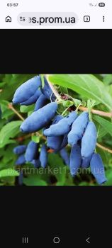 Жимолость їстівна 1