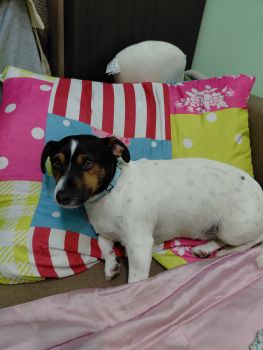 Джек Рассел Тер'єр 1