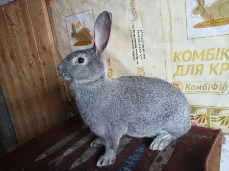 Кролі радянська шиншила 1