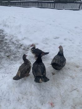 Індокачки 1